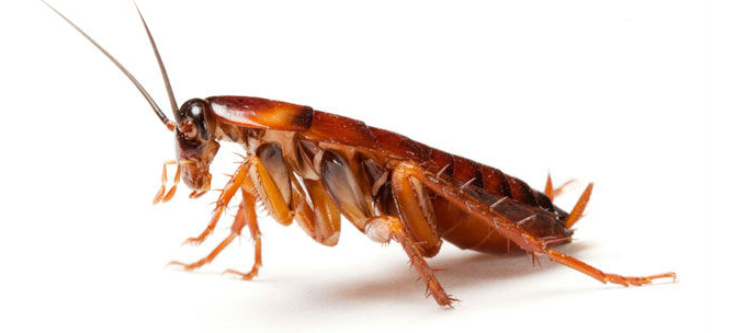 Cockroachs